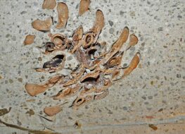 009 - detail monolith dreamer